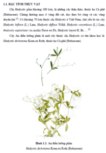 khao sat thanh phan hoa hoc cao etyl acetat va metanol cua cay hedyotis dichotoma koen ex roth rubiaceae