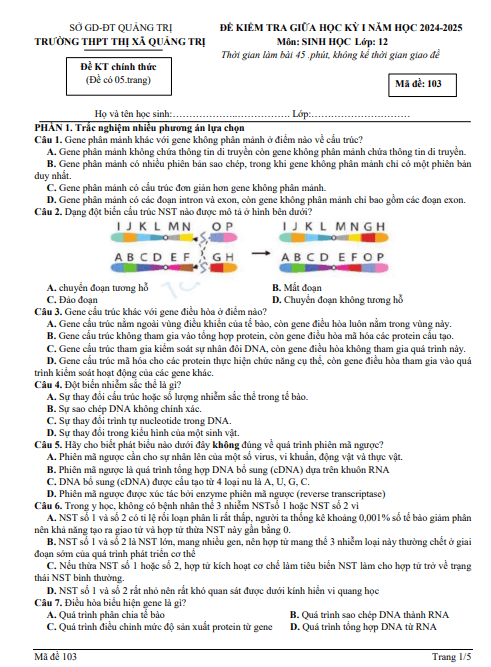 Đề thi giữa học kì 1 môn Sinh học lớp 12 năm 2024-2025 - Trường THPT Thị xã Quảng Trị 1 Anh chup man hinh 2025 07 09 101147