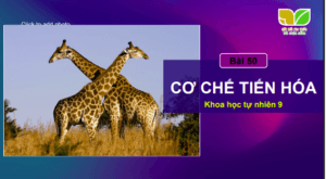 Anh chup man hinh 2025 07 30 180543