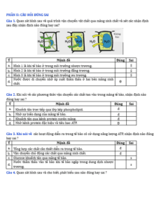 Anh chup man hinh 2025 09 03 151809