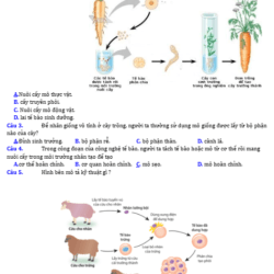 Anh chup man hinh 2025 09 03 154353