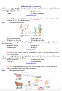 Anh chup man hinh 2025 09 03 155323